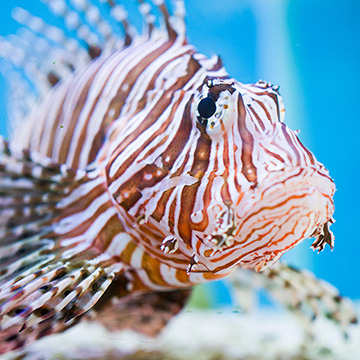 Lionfish catching